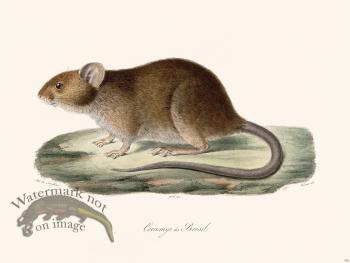 Cuvier 298 Cercomys Of Brazil